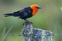 Scarlet-headed Blackbird.jpg