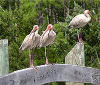 American white ibis2.jpg