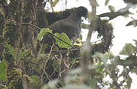 Andean Guan (Penelope montagnii).jpg