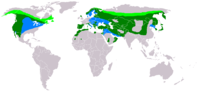 Distribución de la especie, Verde claro: estival, Azul: invernada, Verde oscuro: residente