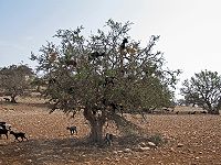 Bosque seco mediterráneoy matorral suculento de acacias y erguenes