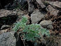 Artemisia-absinthium.JPG