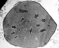 Baculovirus.jpg