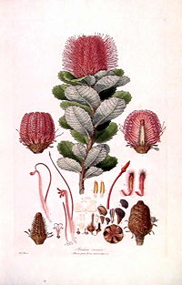 Banksia coccinea (Illustrationes Florae Novae Hollandiae plate 3).jpg