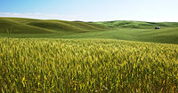 Barley field-2007-02-22(large).jpg