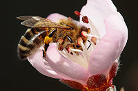 Bee pollinating peach flower.jpg