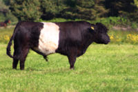 Belted galloway bull.jpg
