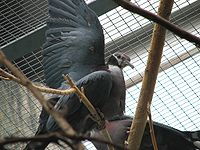 Black-collared Fruit Pigeon.jpg