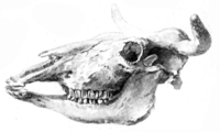 Bos taurus skull.png
