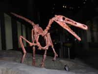 Buitreraptor skeleton1.jpg