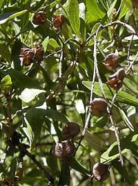 Bursaria spinosa opened fruit.jpg
