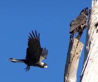 Calyptorhynchus latirostris Carnaby gnangarra.jpg