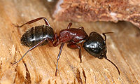 Camponotus sideview 2.jpg