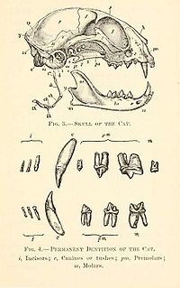 Cat skull and teeth drawing.JPG