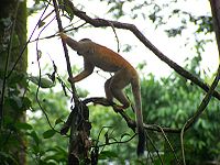 Central American Squirrel Monkey 3.jpeg