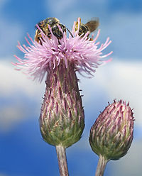Dos abejas sobre una flor de cardo