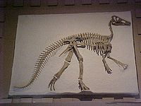 Claosaurus yale.JPG