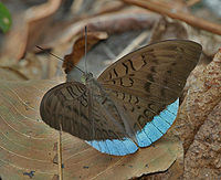 Common Earl (Tanaecia julii) at Jayanti, Duars, West Bengal W IMG 5520.jpg