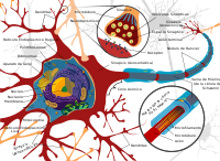 Diagrama completo de una neurona