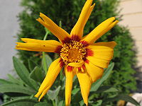 Coreopsis grandiflora 01.jpg