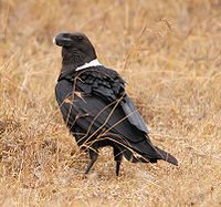 Corvus albicollis White-necked Raven.JPG