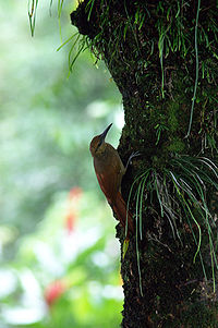 Dendrocolaptes sanctithomae -on tree-1.jpg