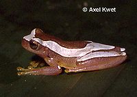 Dendropsophus elegans.jpg