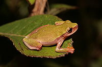 Dendropsophus elianeae.jpg