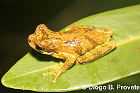 Dendropsophus microps.jpg