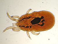 Dermanyssus-gallinae.jpg