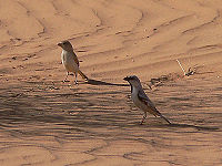Desert sparrow pair.jpg