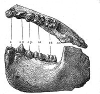 Dryopithecus Fontani jaw.jpg
