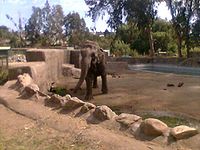 Elefantafrida.jpg