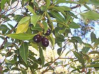 Endiandra sieberi Wyrabbalong National Park4.jpg