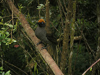 Epimachus meyeri -Papua New Guinea-8.jpg