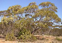 Eucalyptus-oleosa-tree-2.jpg