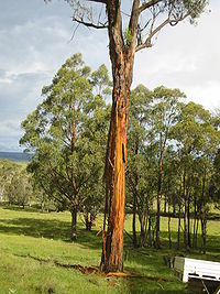Eucalyptus caliginosa.JPG