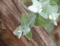 Eucalyptus crenulata.jpg