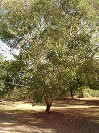 Eucalyptus laeliae.jpg
