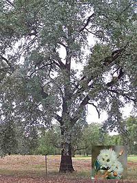 Eucalyptus melanophloia - Silverleaf Ironbark.jpg