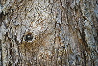 Eucalyptus punctata 01 Pengo.jpg