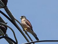 Falco araea Seychelles Kestrel side views.jpg