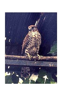 Falco punctatus.jpg