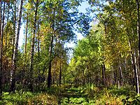 Bosque montano y tundra de los Urales