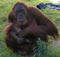 Female Orangutan & Baby PerthZoo SMC Sept 2005.jpg