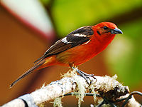 Flame-colored Tanager 2.jpg