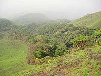 Selva montana guineana