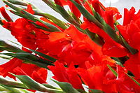 Gladiolus in red.jpg