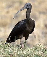 Glossy ibis.jpg