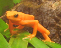 Golden Harlequin Frog.png